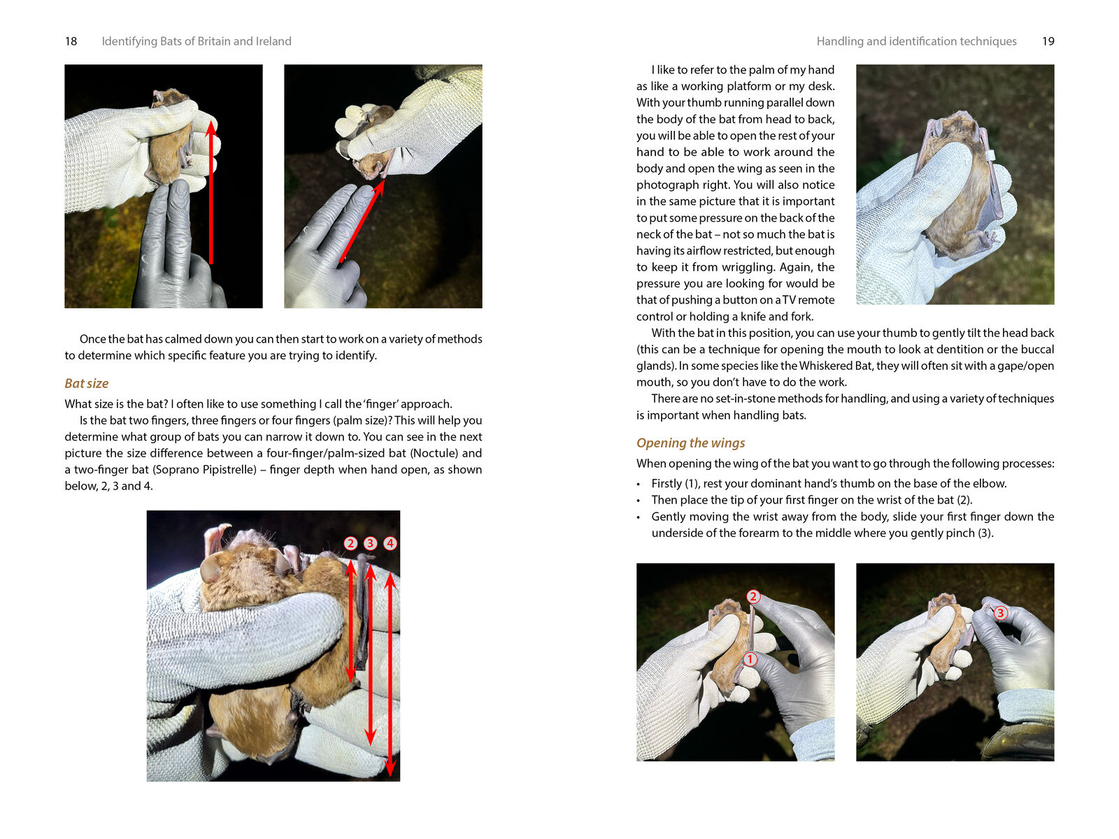 BBR Design » Book design » Identifying Bats of Britain and Ireland